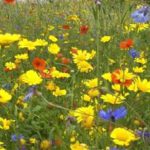 Bloemenweide Akker
