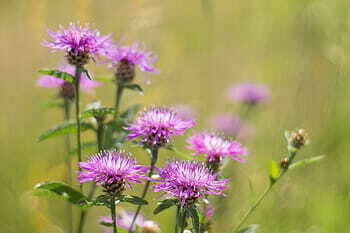 Meadow centaurea jacea wildflower a flower of the field royalty free thumbnail