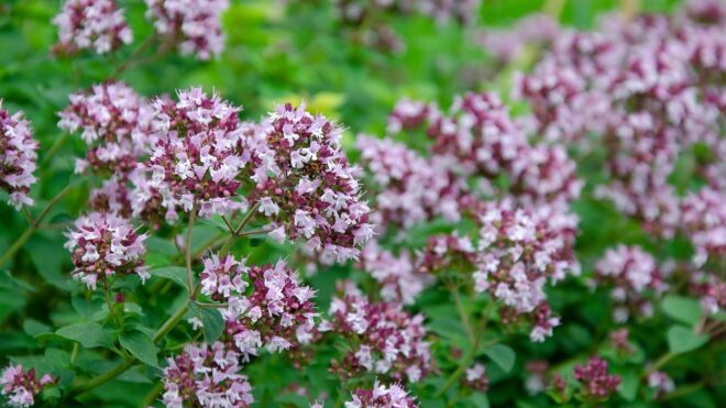 Oregano 4743918 960 720