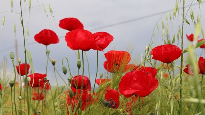 Papaver rhoeas 2439187 960 720