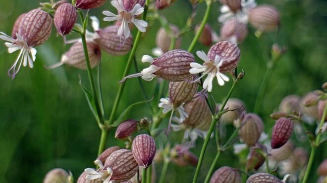 Pigeon goiter catchfly silene vulgaris ordinary leimkraut campion gossip carnation knirrkohl caryophyllaceae blossom bloom